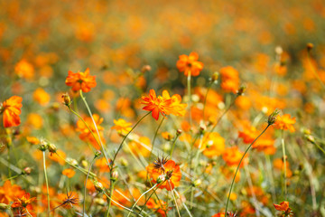 Orange cosmos flower