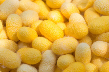 Yellow silk cocoons (Thailand)