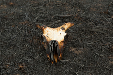 Burnt Sheep Skull