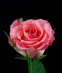 pink rose  on a black background..