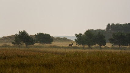 Obraz premium Hirsch im Nationalpark Vorpommernsche Boddenlandschaft auf Darss