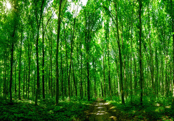 panorama forest