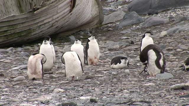 Penguins standing on the beach in Antarctica