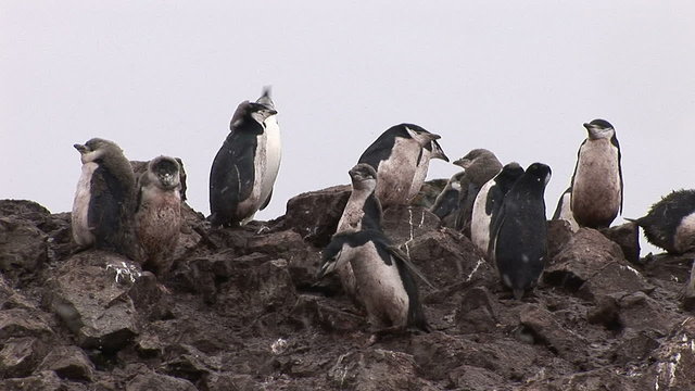 Chinstrap Penguins on Half Moon Island, Antarctica