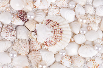 background of sea shells with pearls