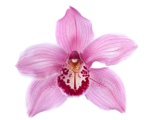 Close-up of pink Orchid flower on white background.