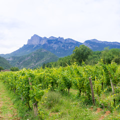 Fototapeta na wymiar vineyard in provence