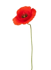 Photo sur Aluminium Coquelicots Coquelicot rouge isolé sur blanc.