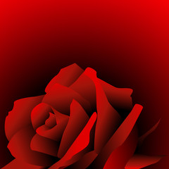 rose,rosen,blüte,blume,knoßpe,floral,rot,rote,blumenstrauß,3d, a