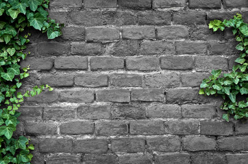 Old brick wall covered in ivy