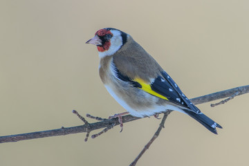 Cardellino 10