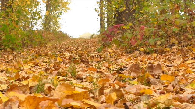 Autumn Colorful Fallen Leaves. Close-Up. Sliding Camera.