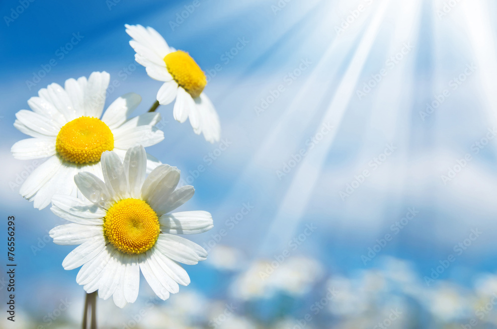 Wall mural Three daisies on a background of the sky