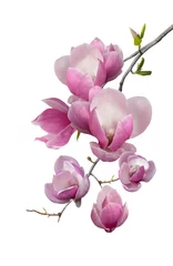Gordijnen Bloeiende tak van magnolia © Nataliia Vyshneva