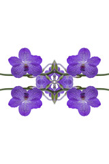 Fototapeta na wymiar Close up Orchid isolate on white background