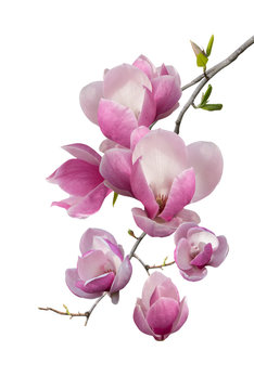 Fototapeta Flowering branch of magnolia