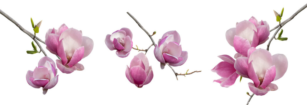 Fototapeta branches blooming magnolia isolated