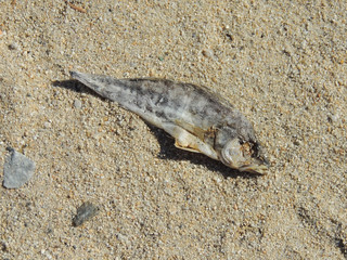 Dead Fish On The Beach