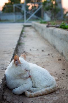 cat in cullis