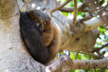Fluffy lemur on a tree