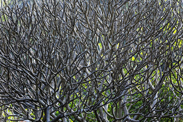 Close Up of tree branches without leaves die a horrible drought.