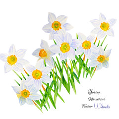 Background with Narcissuses