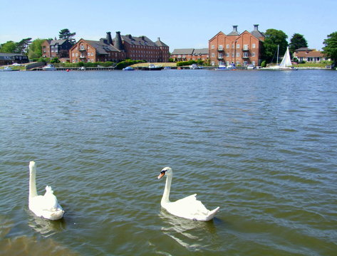 Zwei Schw&auml;ne auf Flu&szlig; in Oulton Broad England