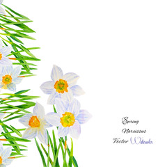 Background with Narcissuses1-04