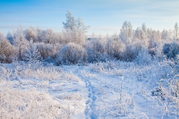 Trail on a snowy field