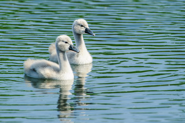 cigno, piccoli