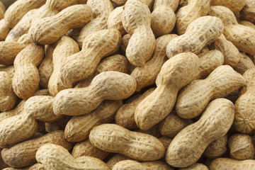 落花生　節分　peanut