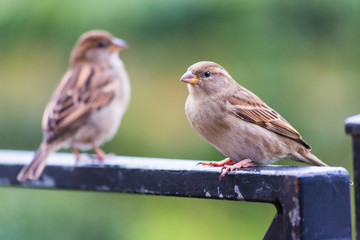 Little bird - Sparrow
