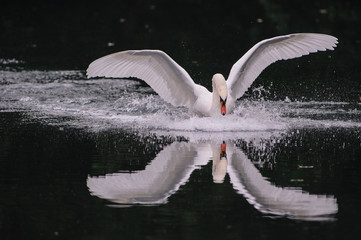 Fototapeta premium Cigno in volo 13