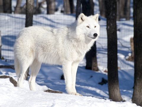 Fototapeta Artic wolf in winter
