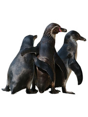 Penguins trio bodies isolated on white