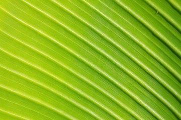 Fototapeta premium green leaf