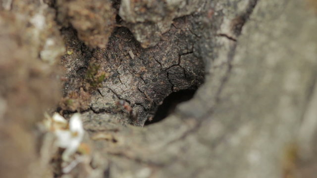 ant in an olive tree, anthill, ant heap, formicary