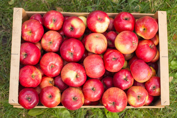 Naklejka na ściany i meble photo of freshly picked red apples in a wooden crate on grass in