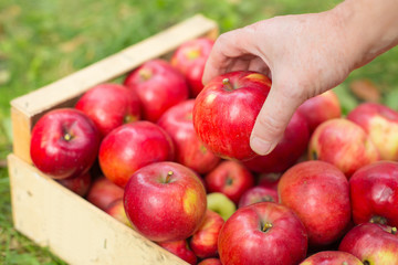 Man hand put red apple in box in garden