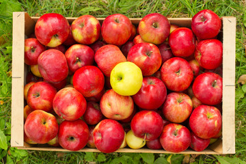Naklejka na ściany i meble photo of freshly picked red apples in a wooden crate on grass in