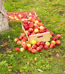 photo of freshly picked red apples in a wooden crate on grass in