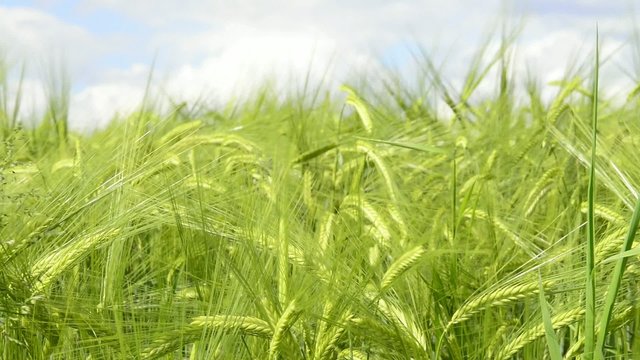 Gerste, Feld und Nahaufnahme