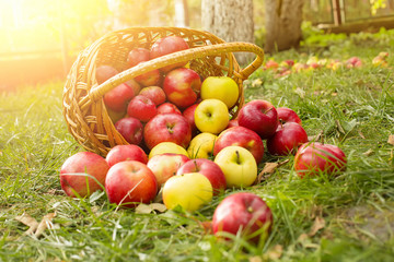 Healthy Organic Apples in the Basket on green grass in sunshine