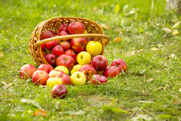 Healthy Organic Apples in the Basket on green grass in sunshine