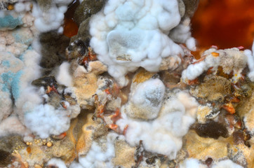 Mold