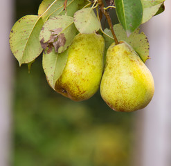 green, yellow pears on pear tree branch