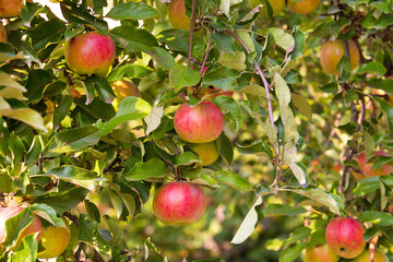 Red apples on apple tree branch