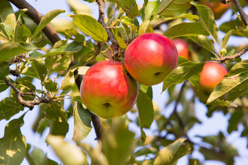 Red apples on apple tree branch