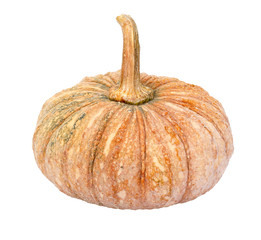 Pumpkin - Cucurbita moschata Decne. - isolated