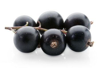 black currant on white background - studio shot fruits ready for